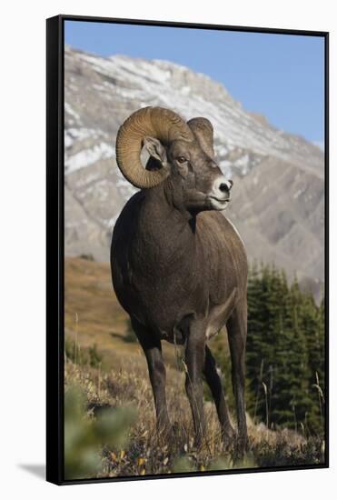 Rocky Mountain Bighorn sheep ram-Ken Archer-Framed Stretched Canvas