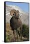 Rocky Mountain Bighorn sheep ram-Ken Archer-Framed Stretched Canvas