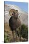 Rocky Mountain Bighorn sheep ram-Ken Archer-Stretched Canvas