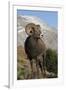 Rocky Mountain Bighorn sheep ram-Ken Archer-Framed Photographic Print