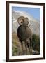 Rocky Mountain Bighorn sheep ram-Ken Archer-Framed Photographic Print