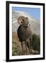 Rocky Mountain Bighorn sheep ram-Ken Archer-Framed Photographic Print