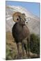 Rocky Mountain Bighorn sheep ram-Ken Archer-Mounted Photographic Print