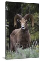 Rocky Mountain Bighorn Sheep Ram-Ken Archer-Stretched Canvas