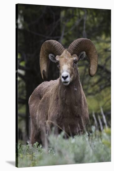 Rocky Mountain Bighorn Sheep Ram-Ken Archer-Stretched Canvas