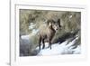 Rocky Mountain Bighorn Sheep ram.-Richard Wright-Framed Photographic Print