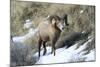 Rocky Mountain Bighorn Sheep ram.-Richard Wright-Mounted Photographic Print