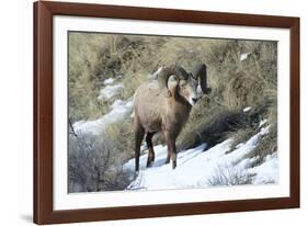 Rocky Mountain Bighorn Sheep ram.-Richard Wright-Framed Photographic Print