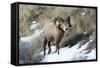 Rocky Mountain Bighorn Sheep ram.-Richard Wright-Framed Stretched Canvas