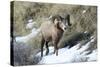 Rocky Mountain Bighorn Sheep ram.-Richard Wright-Stretched Canvas