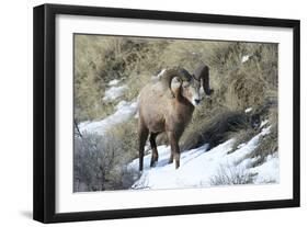 Rocky Mountain Bighorn Sheep ram.-Richard Wright-Framed Photographic Print