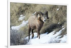 Rocky Mountain Bighorn Sheep ram.-Richard Wright-Framed Photographic Print