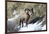 Rocky Mountain Bighorn Sheep ram.-Richard Wright-Framed Photographic Print