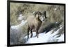 Rocky Mountain Bighorn Sheep ram.-Richard Wright-Framed Photographic Print