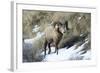 Rocky Mountain Bighorn Sheep ram.-Richard Wright-Framed Photographic Print