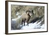 Rocky Mountain Bighorn Sheep ram.-Richard Wright-Framed Photographic Print