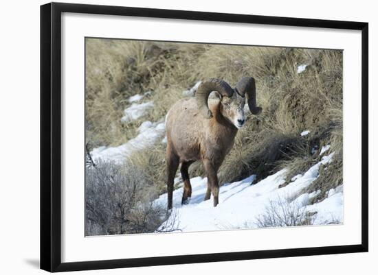 Rocky Mountain Bighorn Sheep ram.-Richard Wright-Framed Photographic Print