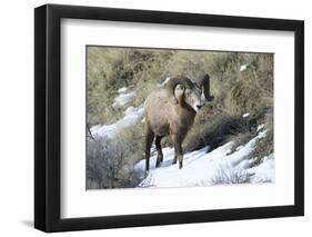 Rocky Mountain Bighorn Sheep ram.-Richard Wright-Framed Photographic Print