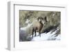 Rocky Mountain Bighorn Sheep ram.-Richard Wright-Framed Photographic Print