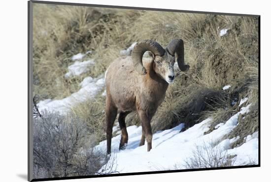 Rocky Mountain Bighorn Sheep ram.-Richard Wright-Mounted Photographic Print