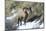 Rocky Mountain Bighorn Sheep ram.-Richard Wright-Mounted Photographic Print