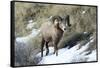 Rocky Mountain Bighorn Sheep ram.-Richard Wright-Framed Stretched Canvas