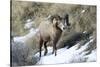 Rocky Mountain Bighorn Sheep ram.-Richard Wright-Stretched Canvas