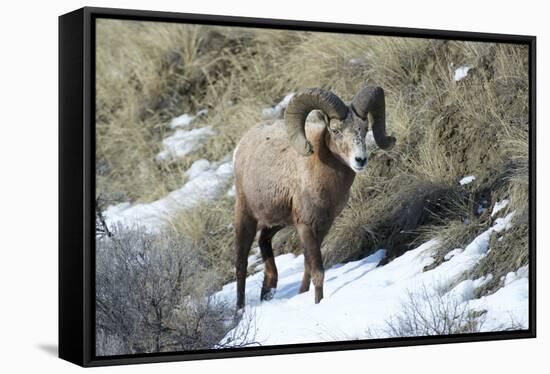 Rocky Mountain Bighorn Sheep ram.-Richard Wright-Framed Stretched Canvas