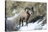 Rocky Mountain Bighorn Sheep ram.-Richard Wright-Stretched Canvas