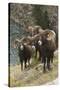 Rocky Mountain Bighorn Sheep Rams-Ken Archer-Stretched Canvas