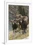 Rocky Mountain Bighorn Sheep Rams-Ken Archer-Framed Photographic Print
