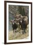 Rocky Mountain Bighorn Sheep Rams-Ken Archer-Framed Photographic Print