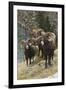 Rocky Mountain Bighorn Sheep Rams-Ken Archer-Framed Photographic Print