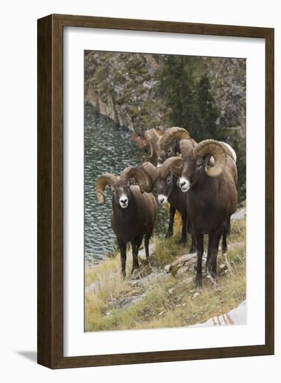 Rocky Mountain Bighorn Sheep Rams-Ken Archer-Framed Photographic Print