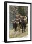 Rocky Mountain Bighorn Sheep Rams-Ken Archer-Framed Photographic Print