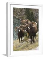 Rocky Mountain Bighorn Sheep Rams-Ken Archer-Framed Photographic Print