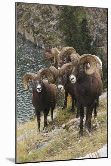 Rocky Mountain Bighorn Sheep Rams-Ken Archer-Mounted Photographic Print