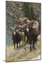 Rocky Mountain Bighorn Sheep Rams-Ken Archer-Mounted Photographic Print