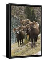 Rocky Mountain Bighorn Sheep Rams-Ken Archer-Framed Stretched Canvas