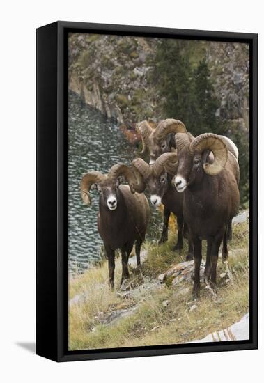 Rocky Mountain Bighorn Sheep Rams-Ken Archer-Framed Stretched Canvas