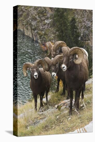 Rocky Mountain Bighorn Sheep Rams-Ken Archer-Stretched Canvas