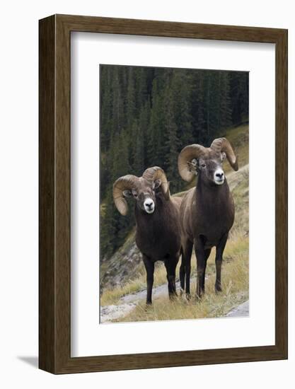 Rocky Mountain Bighorn Sheep Rams-Ken Archer-Framed Photographic Print