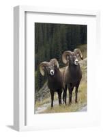 Rocky Mountain Bighorn Sheep Rams-Ken Archer-Framed Photographic Print