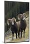 Rocky Mountain Bighorn Sheep Rams-Ken Archer-Mounted Photographic Print