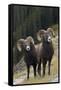Rocky Mountain Bighorn Sheep Rams-Ken Archer-Framed Stretched Canvas