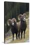 Rocky Mountain Bighorn Sheep Rams-Ken Archer-Stretched Canvas