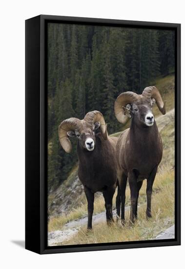 Rocky Mountain Bighorn Sheep Rams-Ken Archer-Framed Stretched Canvas