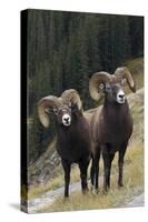 Rocky Mountain Bighorn Sheep Rams-Ken Archer-Stretched Canvas