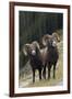 Rocky Mountain Bighorn Sheep Rams-Ken Archer-Framed Photographic Print