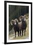 Rocky Mountain Bighorn Sheep Rams-Ken Archer-Framed Photographic Print